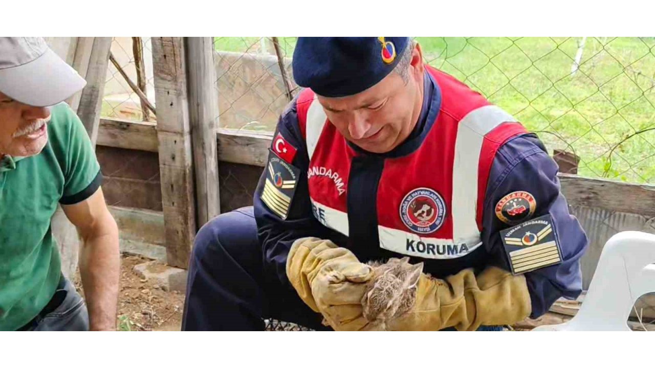 Yavru Yaban Tavşanına Jandarmadan Yardım Eli