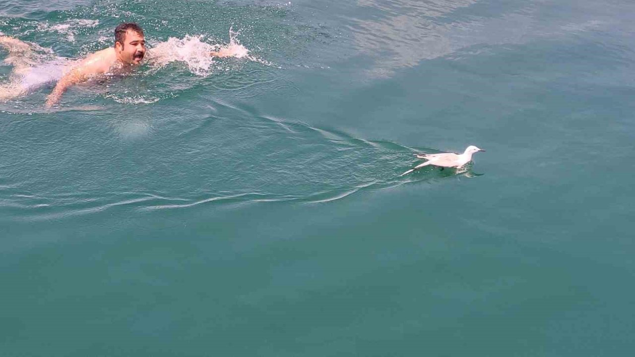 Uçamadığı İçin Barajda Mahsur Kalan Martıyı Tekne Çalışanı Kurtardı