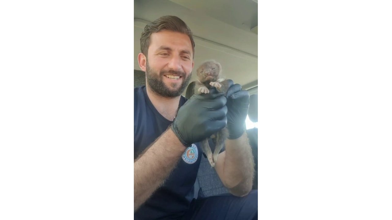 Ayı Yavrusu Sanılan Hayvan Sansar Yavrusu Çıktı