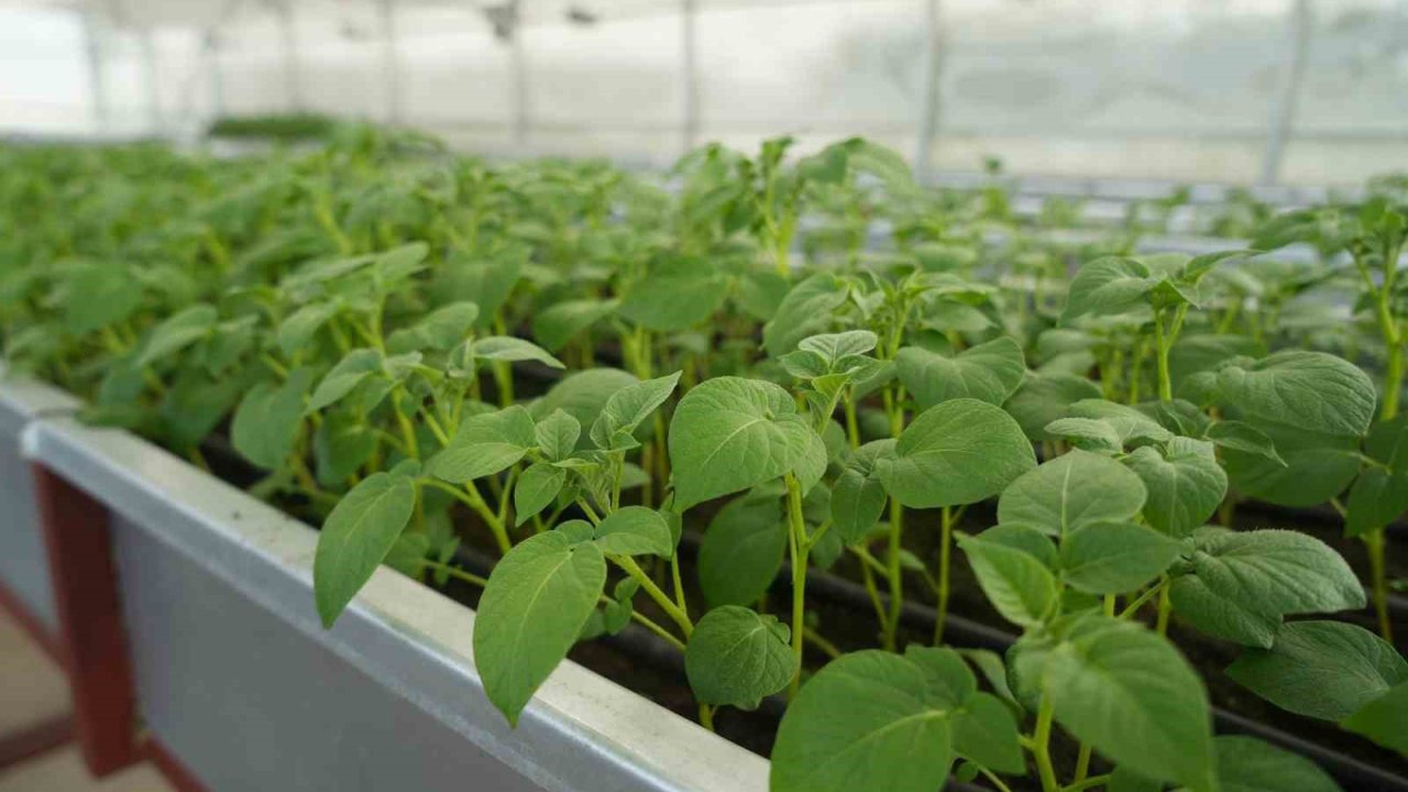 Cipslik Yerli Patates ’uğur’ Tescillendi