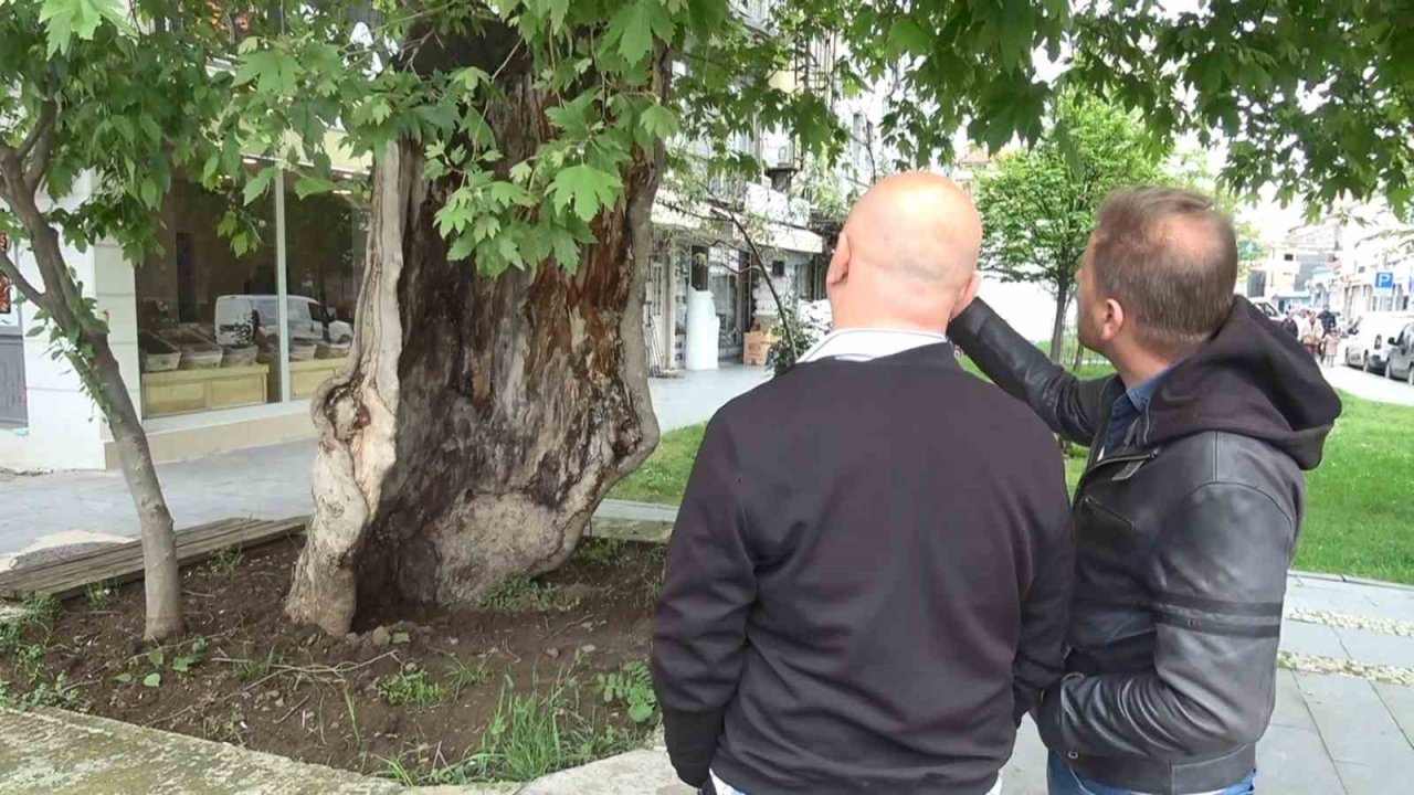 Dış Kabuğunun Üstünde Duran Asırlık Çınar Ağacı Görenleri Şaşkına Çeviriyor