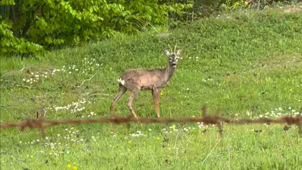 Yaylada Otlayan Karaca Kamerada