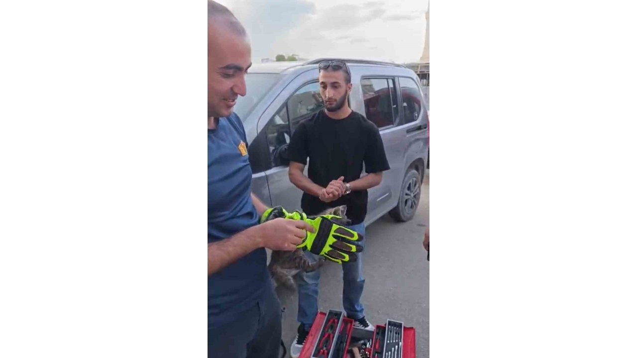 Iğdır’da Aracın Motor Kısmında Sıkışan Yavru Kedi Kurtarıldı