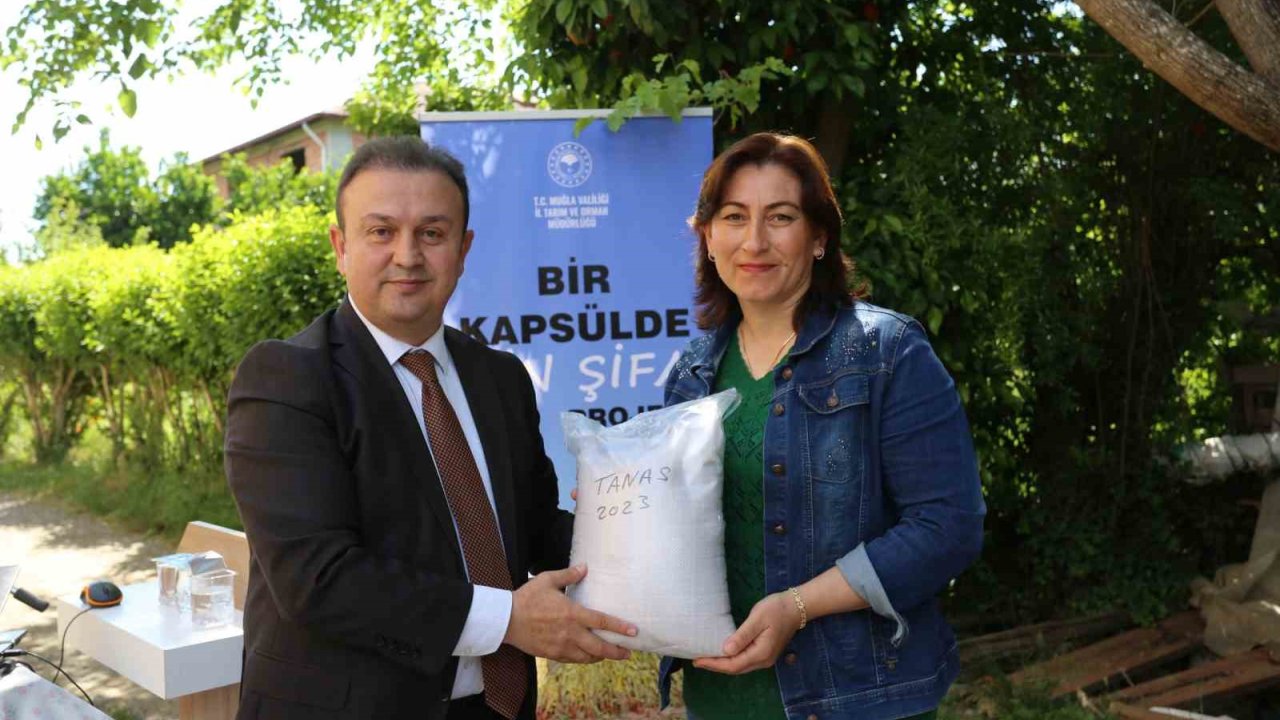 Köyceğizli Üreticilere Yerli Susam Tohumu Dağıtıldı