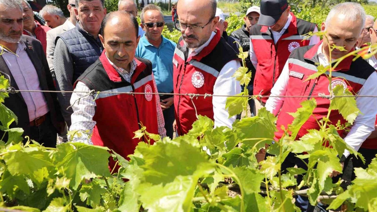 Manisa’da Zirai Donun Yaraları Sarılıyor