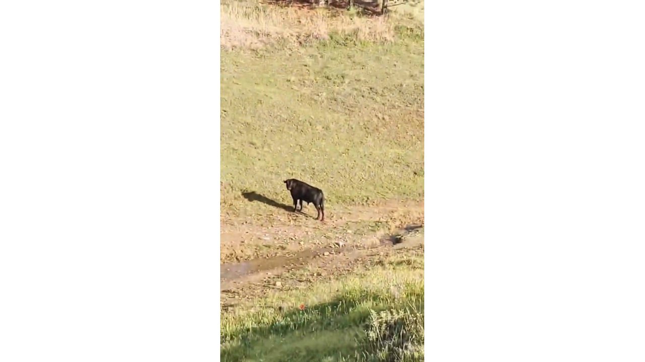 Sahibinin Elinden Kaçan İneği Belediye Ekipleri Yakaladı