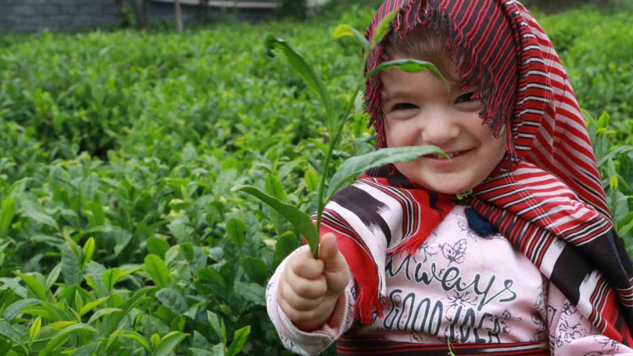 Açıklanan Çay Taban Fiyatı Rizelileri Böldü