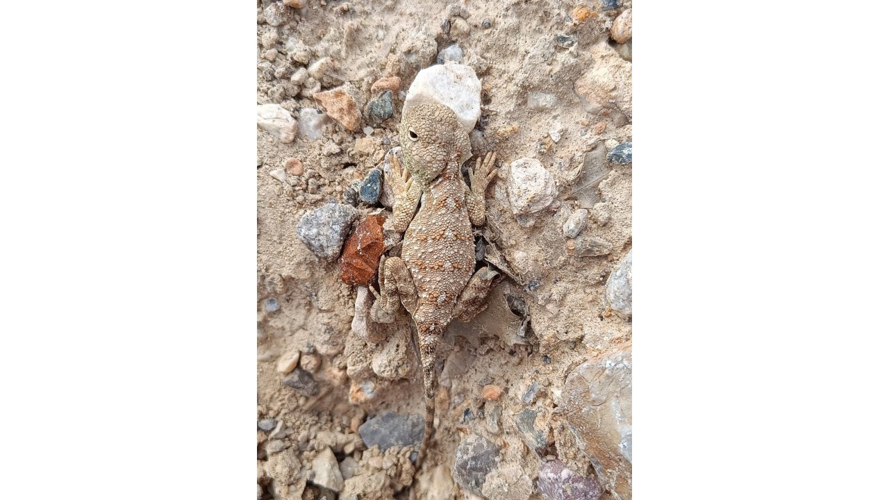 Erzincan’da Nesli Tükenme Tehlikesi Altındaki ‘Bozkır Keleri’ Görüntülendi
