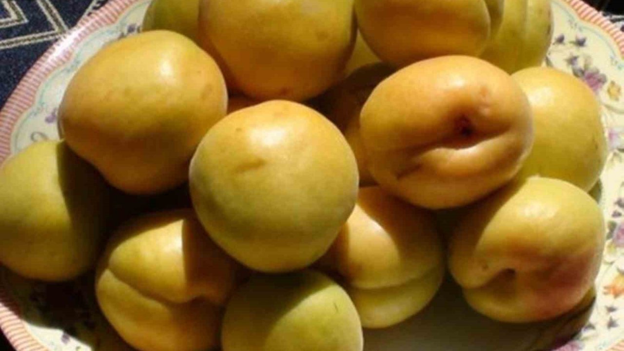 Mut Karacaoğlan Kayısı Kültür Ve Sanat Festivali 30 Mayıs’ta