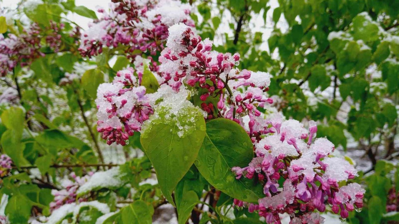 Artvin´de Mayıs Ayında Kar Sürprizi