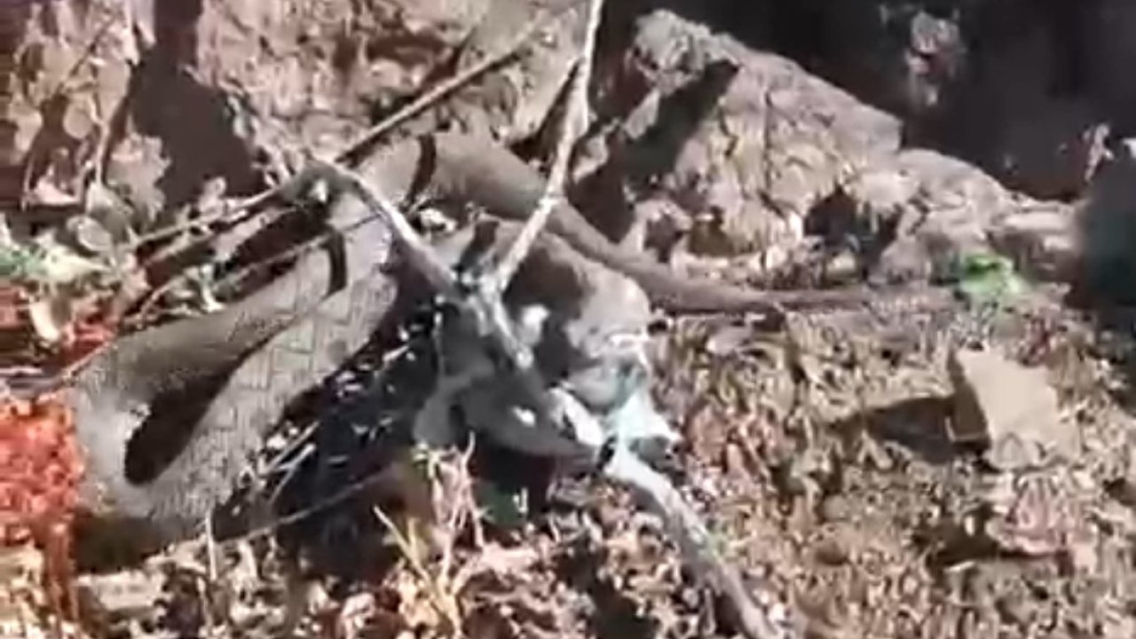 Erek Dağı’nda Zehirli Radde Engereği Görüntülendi