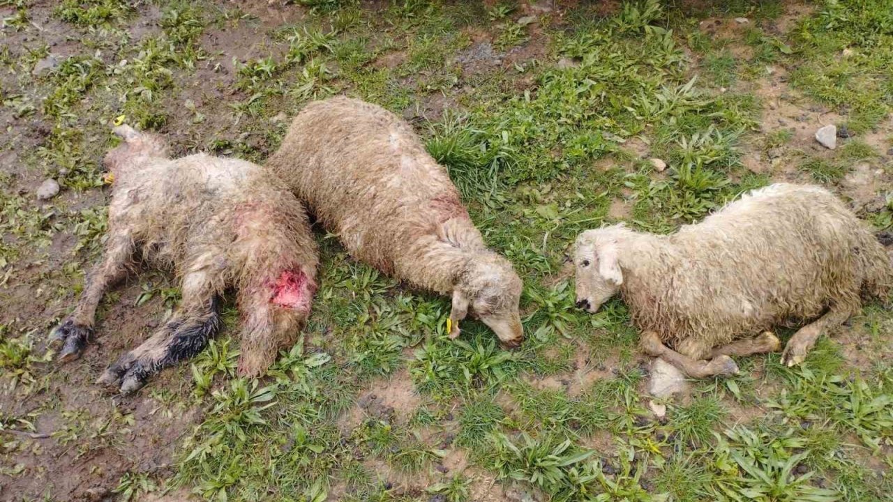 Kurt Sürüsü 60 Kuzuyu Telef Etti