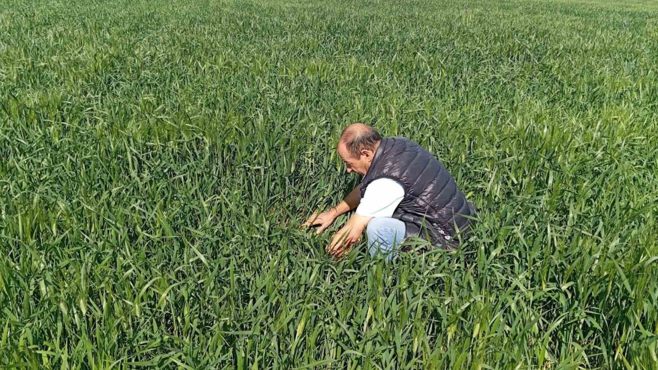 Ereğli’de Süne Kımıl Sürvey Çalışmaları Başladı