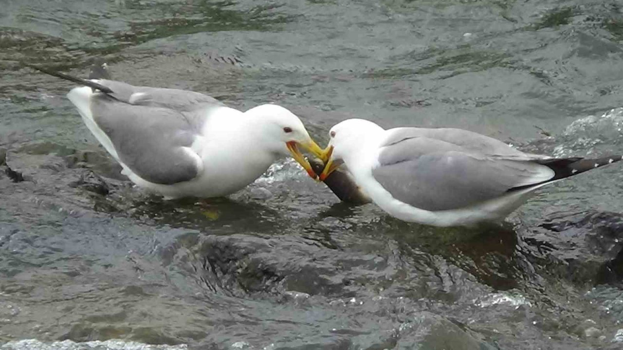 Martıların Balık Kavgası