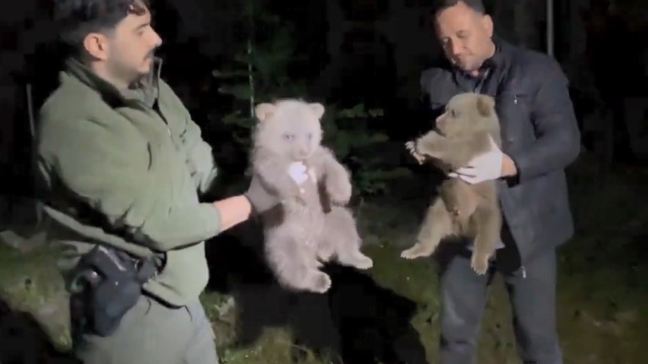 Doğada Yalnız Bulunan Yavru Ayılar Koruma Altına Alındı