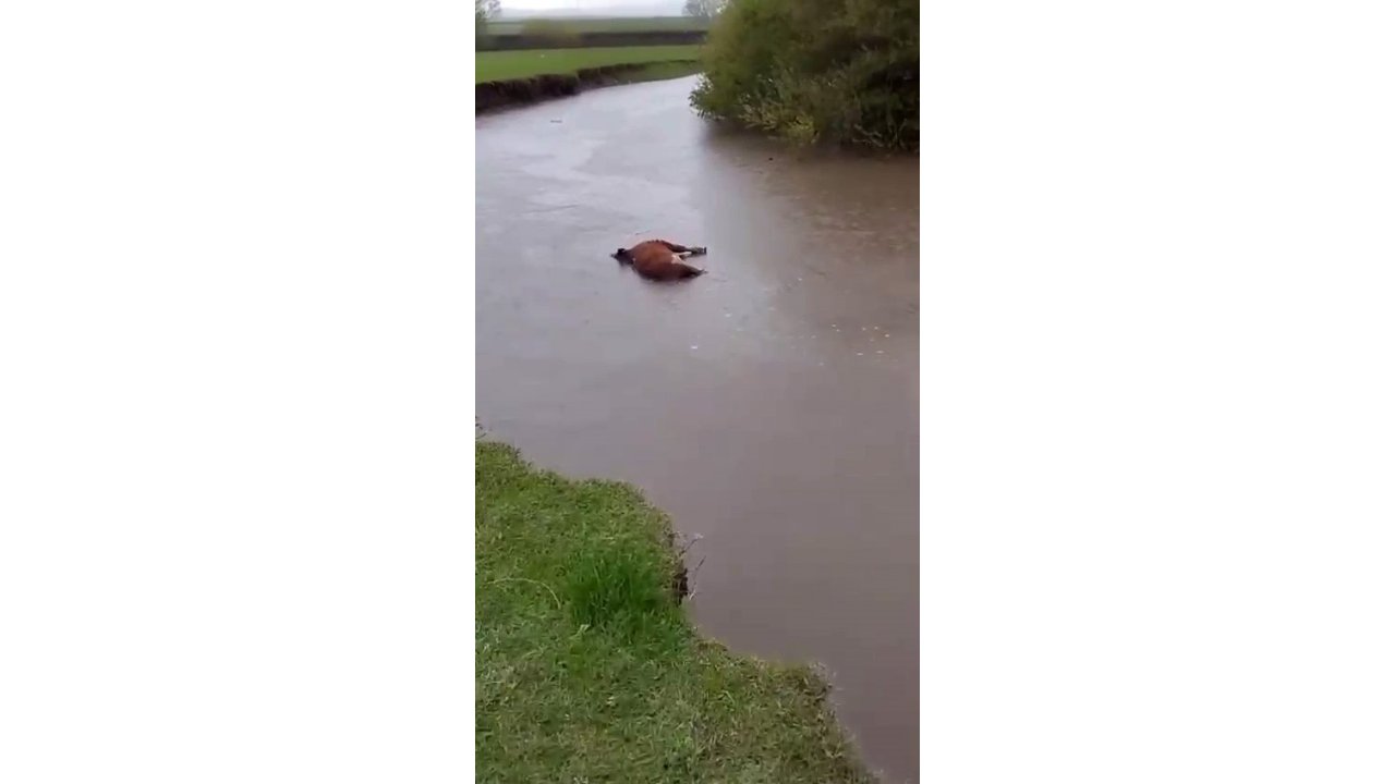 Kars’ta Sel Sularına Kapılan Büyükbaş Hayvan Telef Oldu