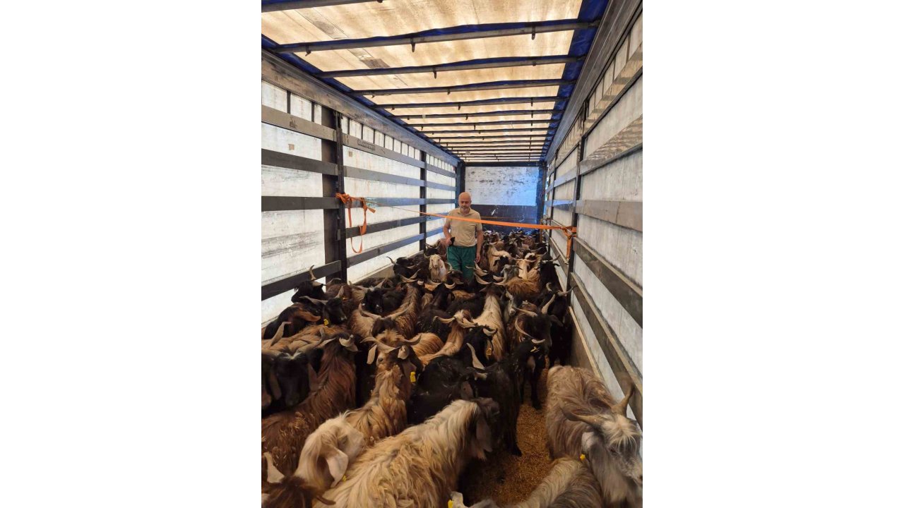 Kurbanlık Denetimleri Başladı