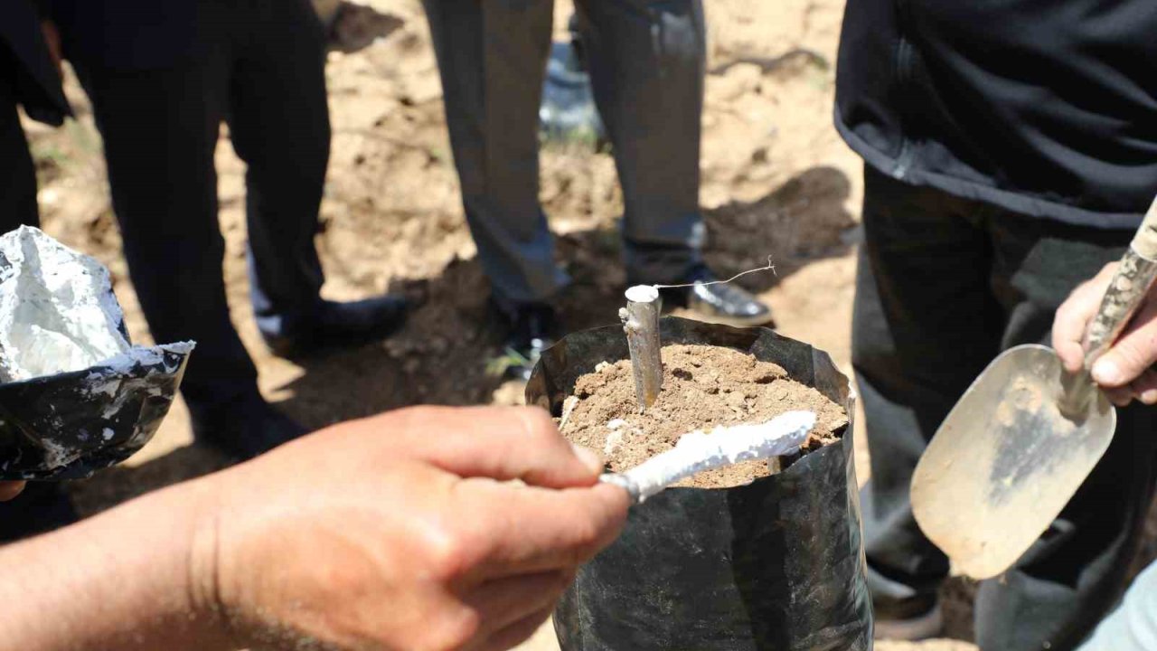 Ceviz Üretiminde Verim Artışı İçin Günyüzü’nde Aşı Çalışması Başlatıldı