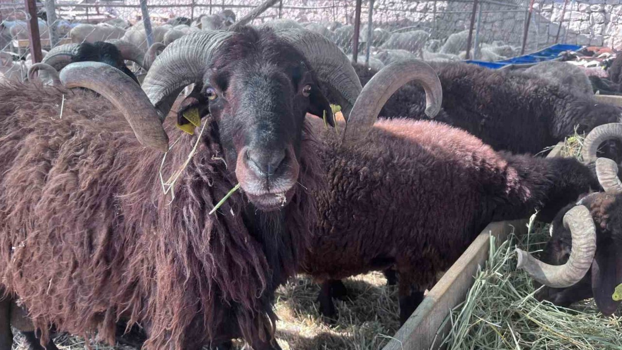 İzmir’de Canlı Hayvan Pazarlarında Kurban Hareketliliği