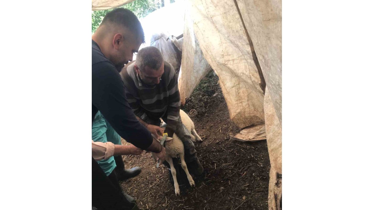 Ortaca’da Küçükbaş Aşılama Ve Kimliklendirme Çalışmaları Yapılıyor