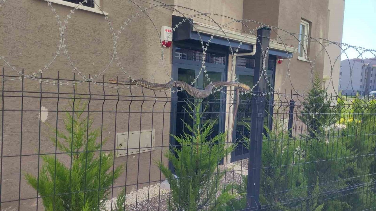 Tellere Dolanan 1,5 Metre Boyundaki Yılan Korkuttu