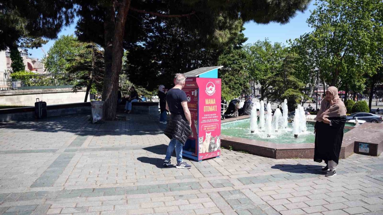 İstanbul’da Kedi Taklidi Yapan Martıların Mama Avı Kamerada