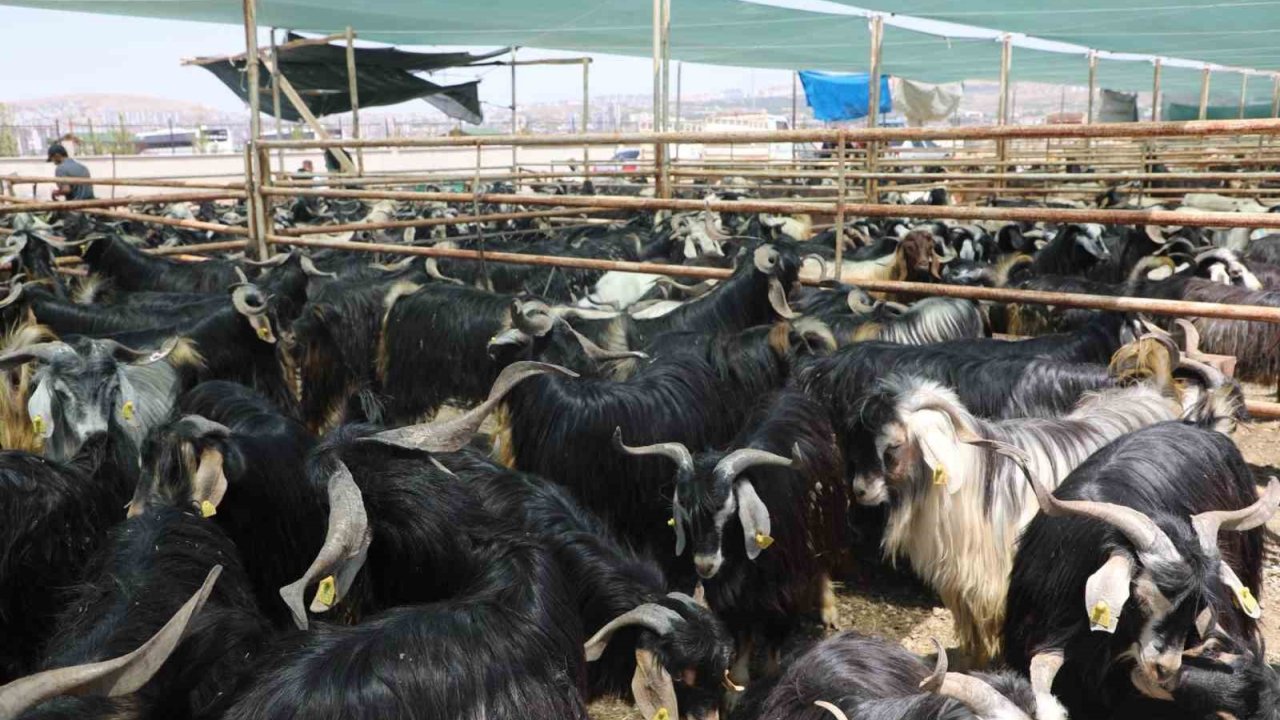 Elazığ’da Kurban Satış Ve Kesim Alanı Belirlendi
