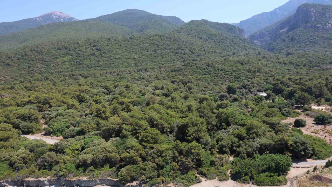 Valilik Önlem Aldı, Ormanlık Alanlara Girişler Yasaklandı