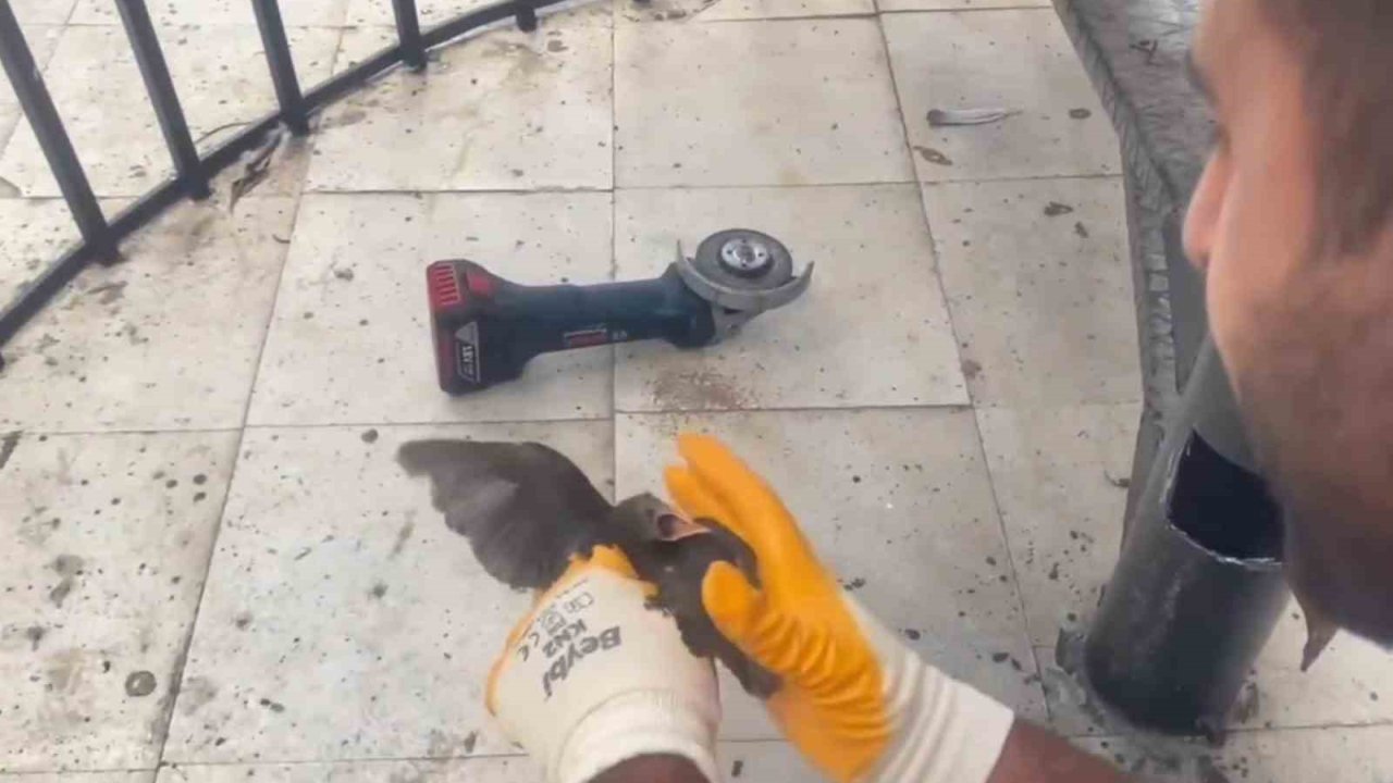 Şanlıurfa’da Demir Boruya Sıkışan Kırlangıç Kurtarıldı