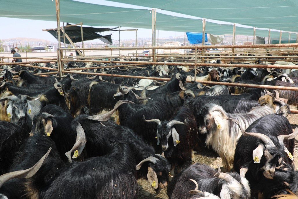 Elazığ’da Kurban Kesim Alanları Açıklandı