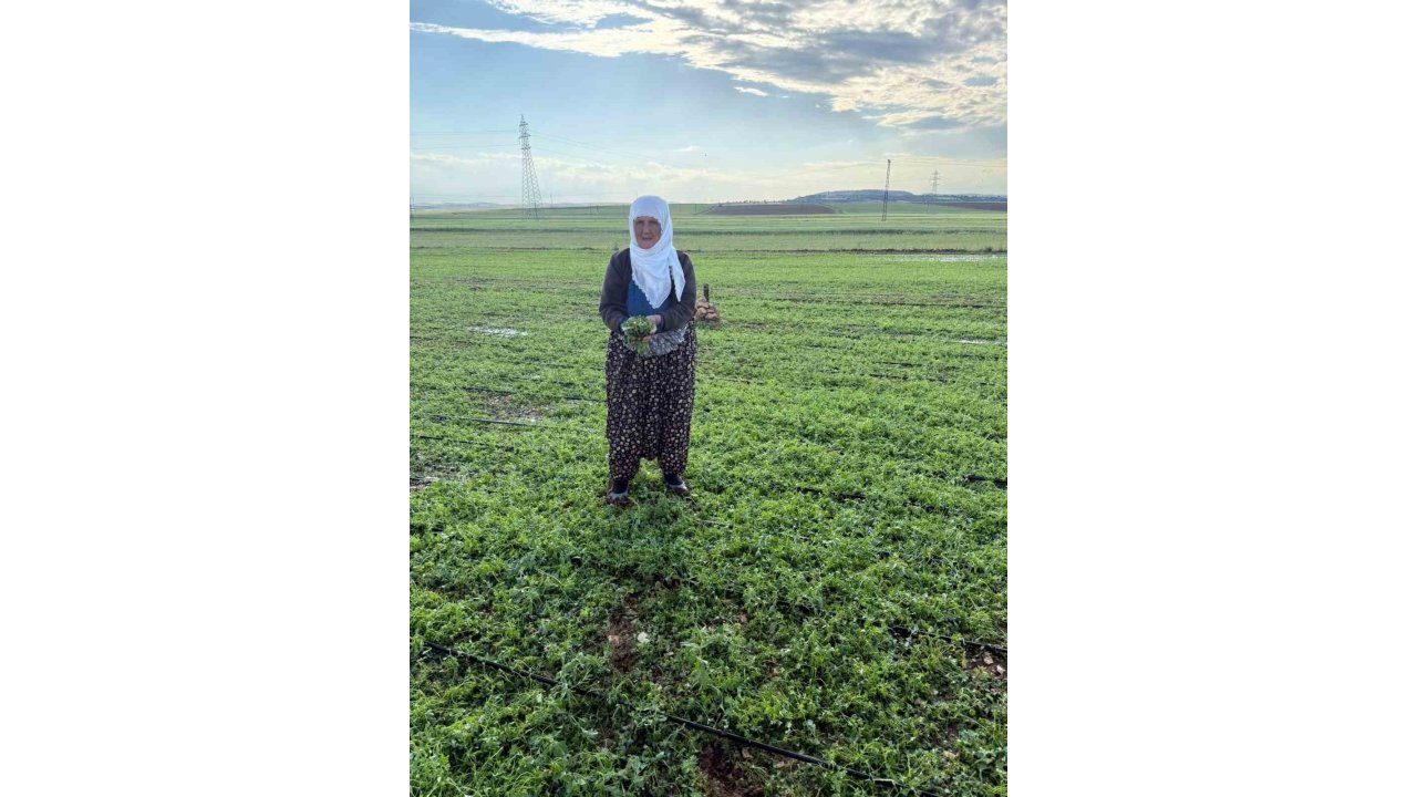 Mardin’de 40 Bin Dekar Arazi Dolu Yağışından Etkilendi