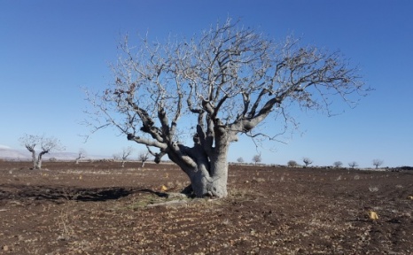 TEMA Vakfı Antep’te Anıt Ağaç Adaylarını Belirledi
