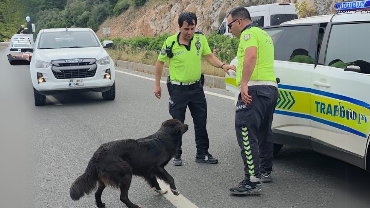 Zincirleme Kazadan Sonra Yol Ortasında Kalan Köpeğe Polis Sahip Çıktı