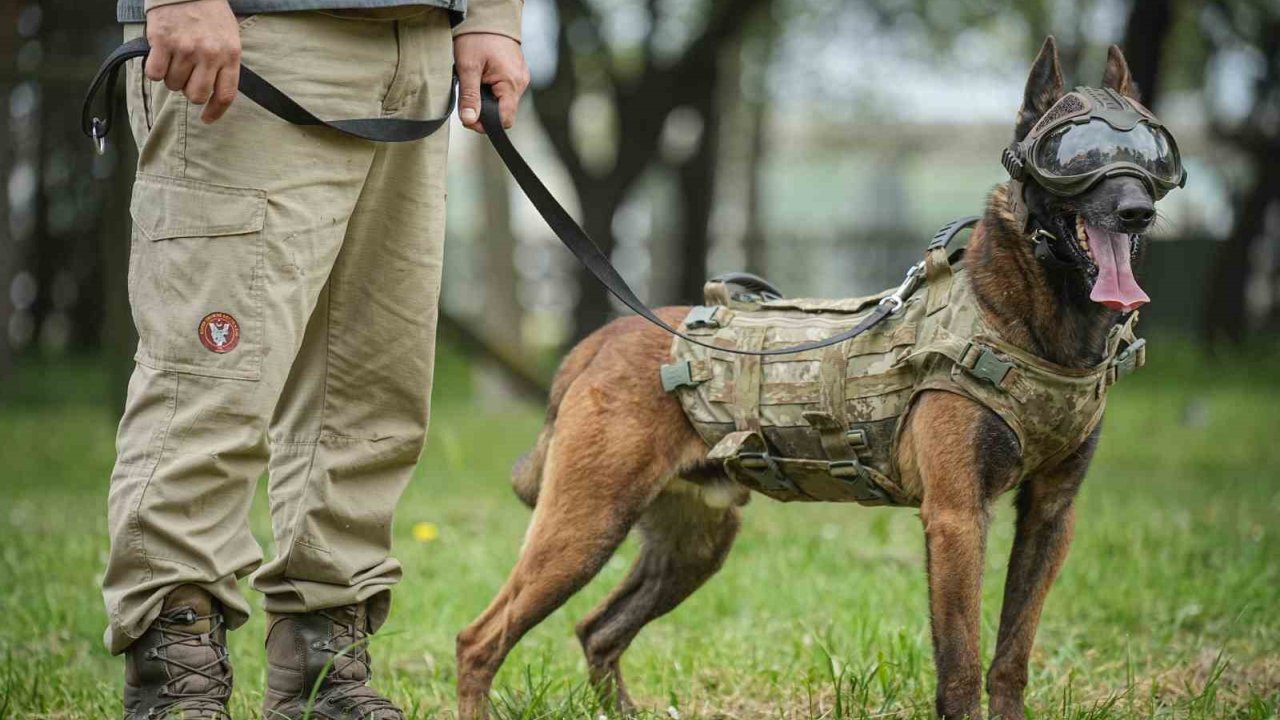 Vatan Savunması Can Dostlara Emanet