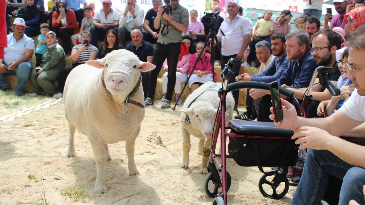Talas’ta İle De France Koyun Irkları Yarıştı