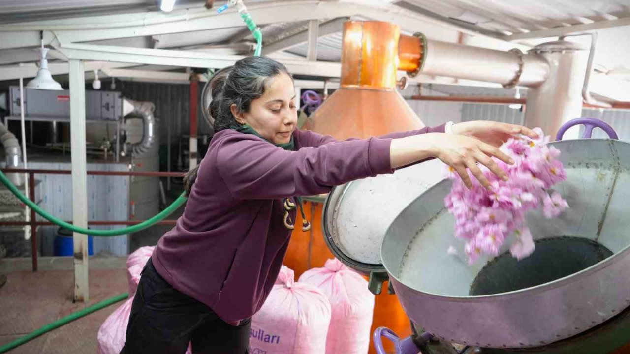 Küresel Isınma Ve Don Gül Üretimini Vurdu, Rekolte Yarı Yarıya Düştü