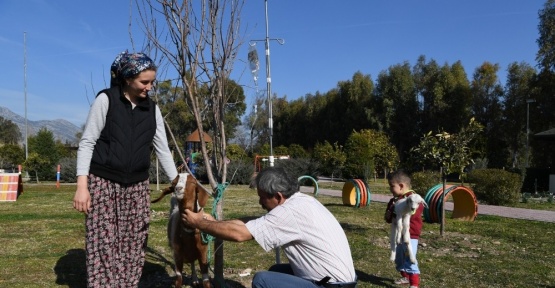 Konyaaltı Barınağı’nda yeni doğum yapmış keçi tedavi edildi