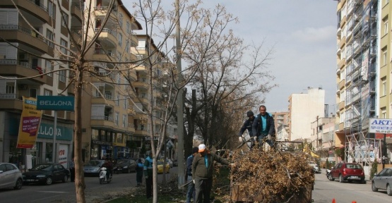 Kilis Belediyesi ağaçları budamaya başladı