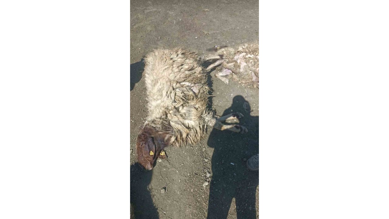 Kurtlar Sabaha Karşı Girdiği Ağılda 12 Koyunu Telef Etti 20’sini Yaraladı