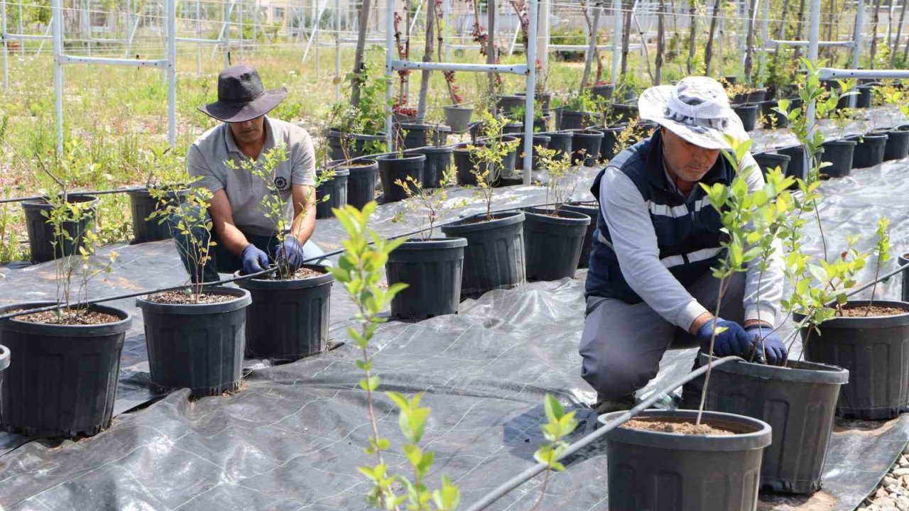 Diyarbakır’da Yaban Mersini Ve Aronya Üretimi İçin Çalışma Başlatıldı