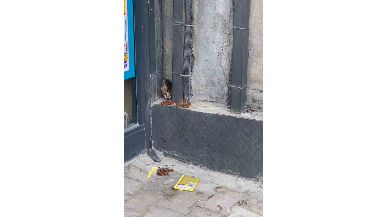 Duvar Arasında Mahsur Kalan Kedi, Duvarın Kırılmasıyla Kurtarıldı