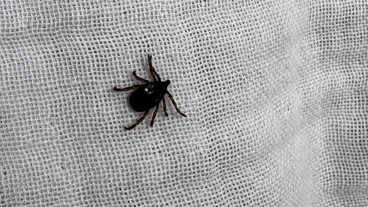 Bu Belirtileri Taşıyanlarda Kkka Virüsü Görülebilir