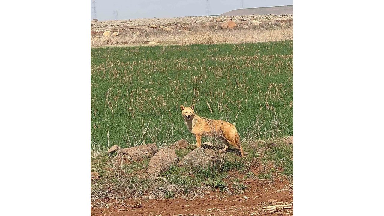 Diyarbakır’da Tarlada Kurt Gören Vatandaş Cep Telefonuyla Kayda Aldı