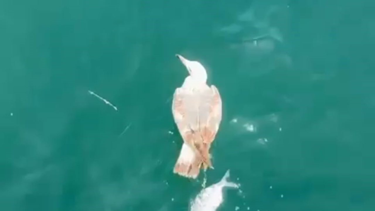 Çanakkale’de Denizde Oltaya Takılan Martı Kurtarıldı