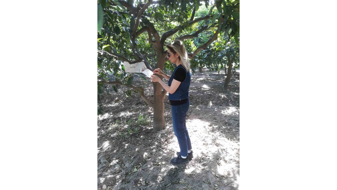 Söke’de Sinek Sayımları Yapıldı