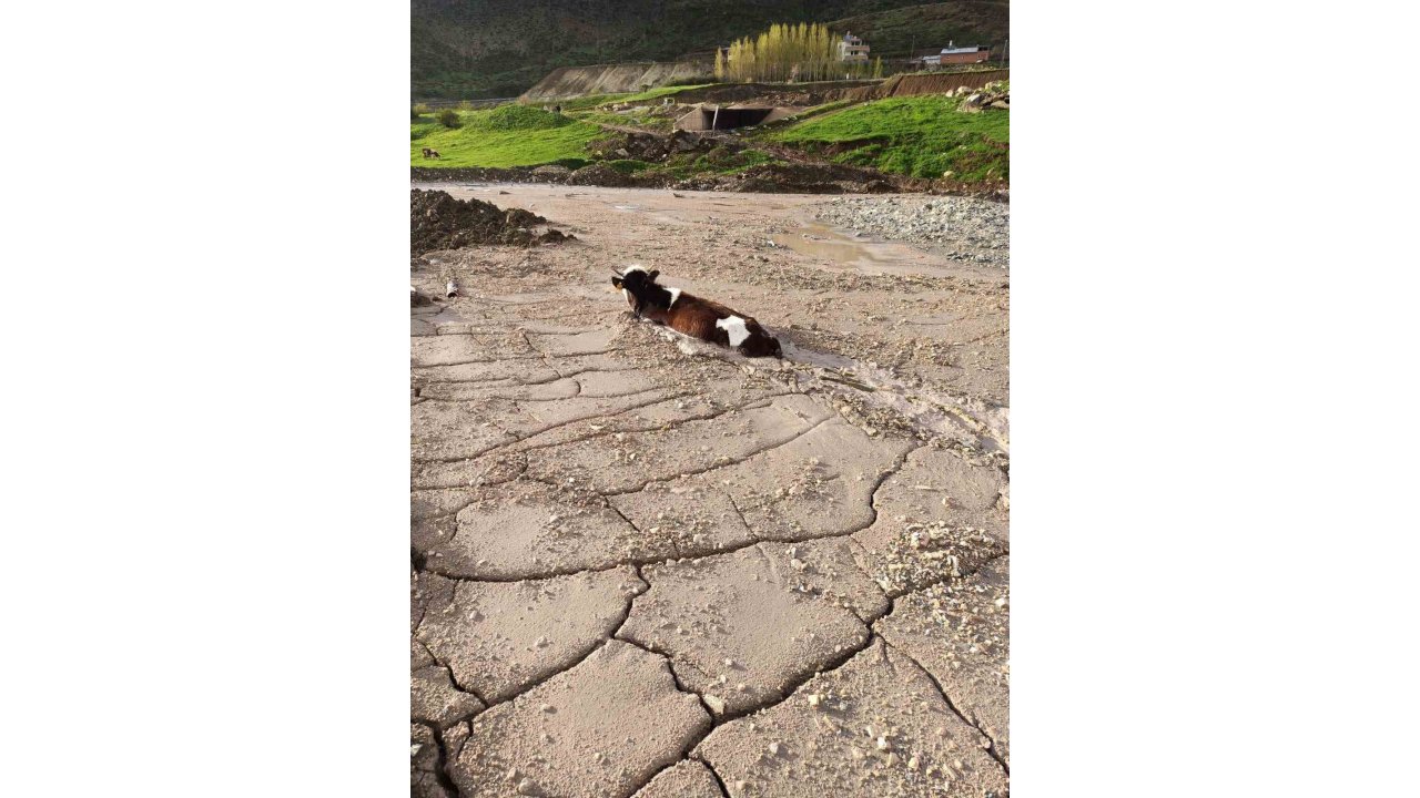 Bayburt Group İnşaat Firmasının Döktüğü Beton Yığınına, Kurbanlık Düve Saplandı