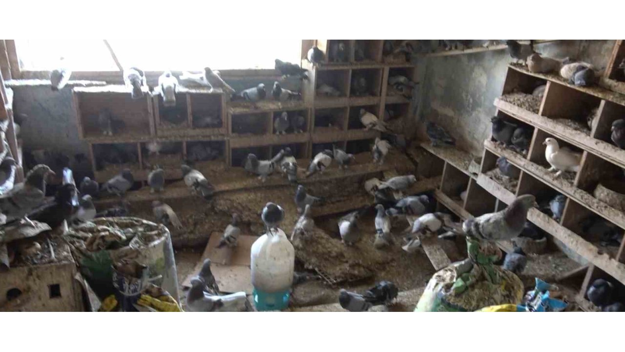 Güvercinleri İçin Alevlerin Arasında Kaldı