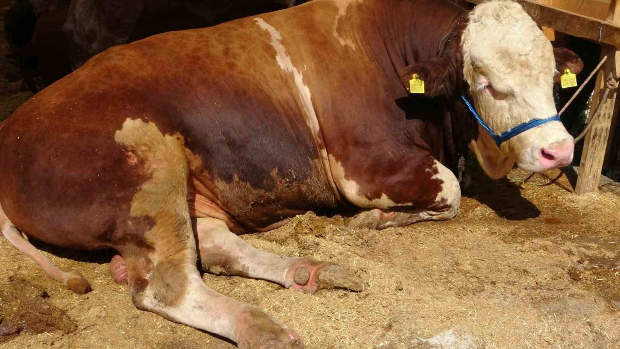 Sultanbeyli Kurban Pazarı’nda Dev Rekabet: ‘Şampiyon’ Ve ‘İmparator’ Karşı Karşıya