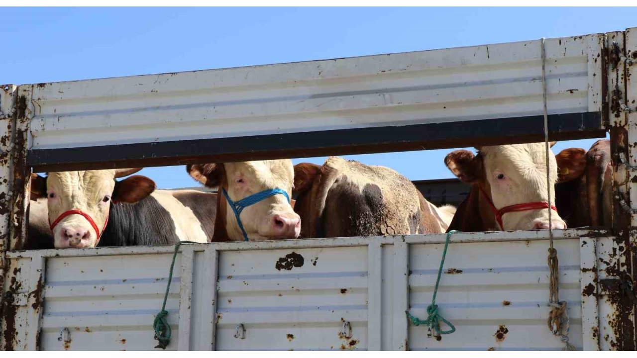 Doğu’da Kurbanlık Sevkiyatına Sıkı Denetim
