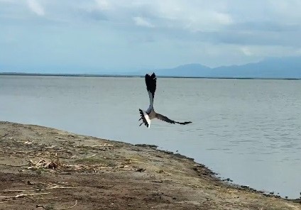 Tedavisi Tamamlanan Kız Kuşu Kuş Cenneti’nde Özgürlüğe Kanat Çırptı